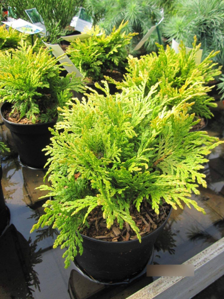 Thuja plicata Sun Beam - gelber Lebensbaum Sun Beam